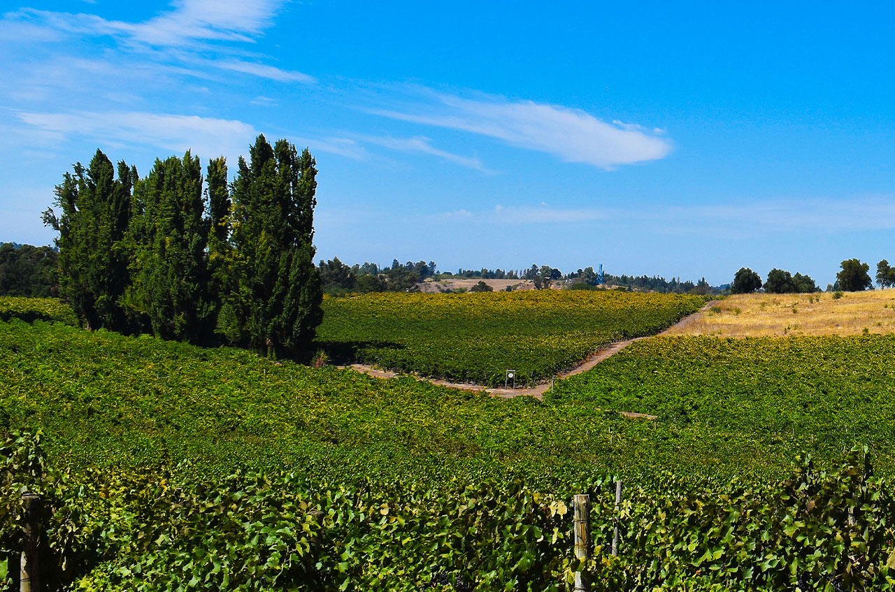 Vega Monumental promueve experiencia vitivinícola en Valle del Itata