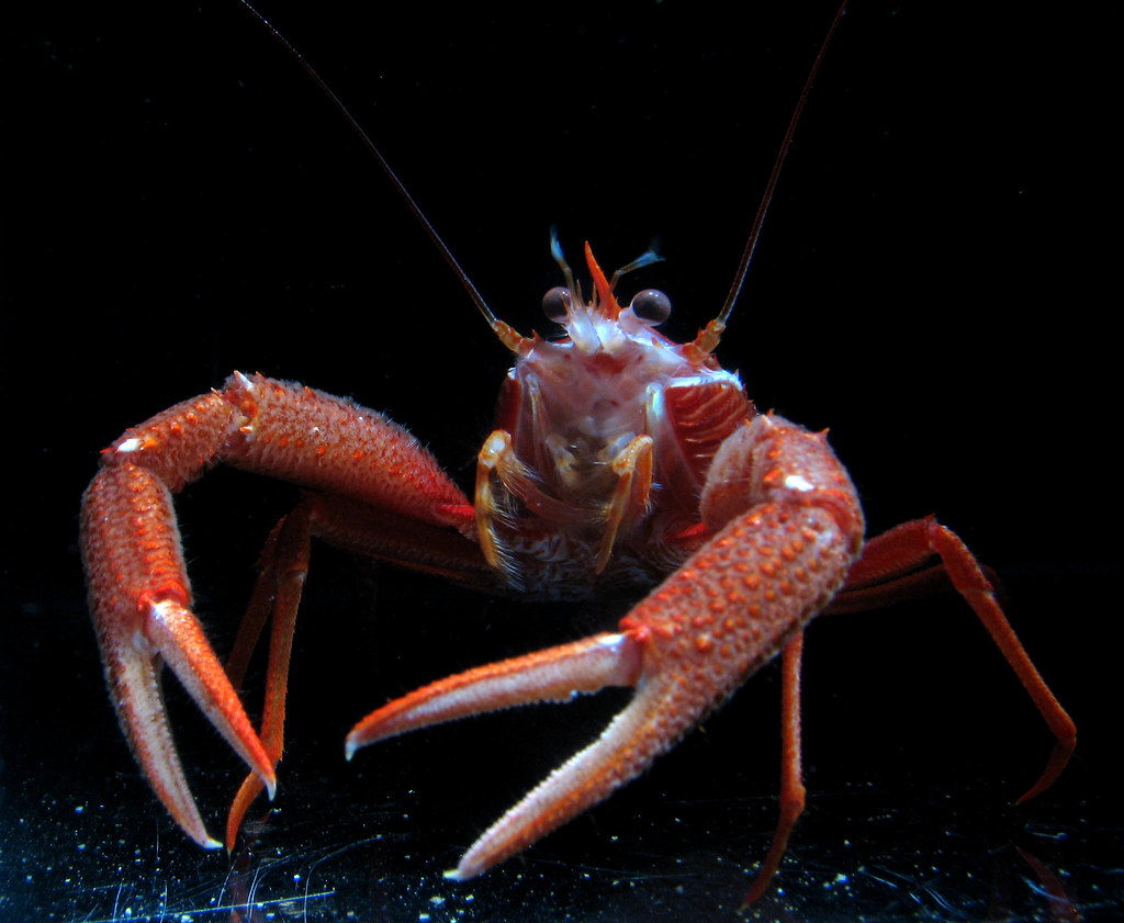 Convocatoria Ojo de Pez 2022 invita a fotógrafos profesionales y aficionados a mostrar los ecosistemas acuáticos del país