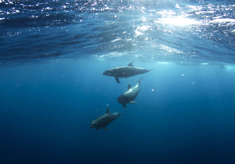 Investigadora UCSC trabaja en la formación del profesorado desde la didáctica de las Ciencias Naturales 