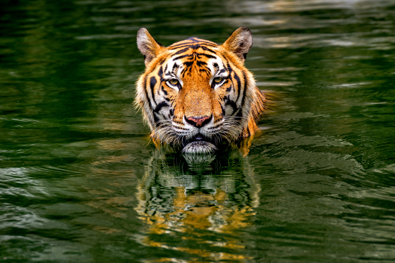 ¿Cuántos tigres quedan en el mundo? | Página V