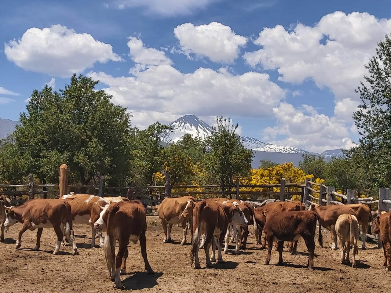 SAG Biobío inició trabajo de veranadas
