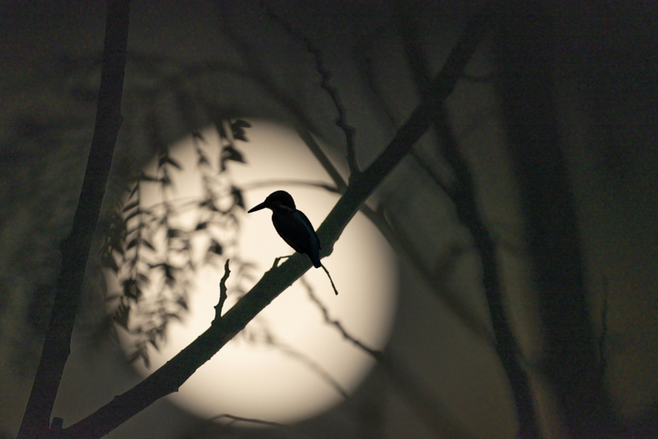 Así afectan los eclipses solares a los animales salvajes