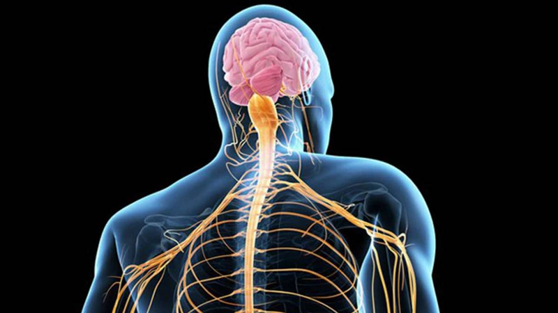 Estados Unidos da luz verde a pruebas de inédita terapia para ELA basada en estudio U. de Chile