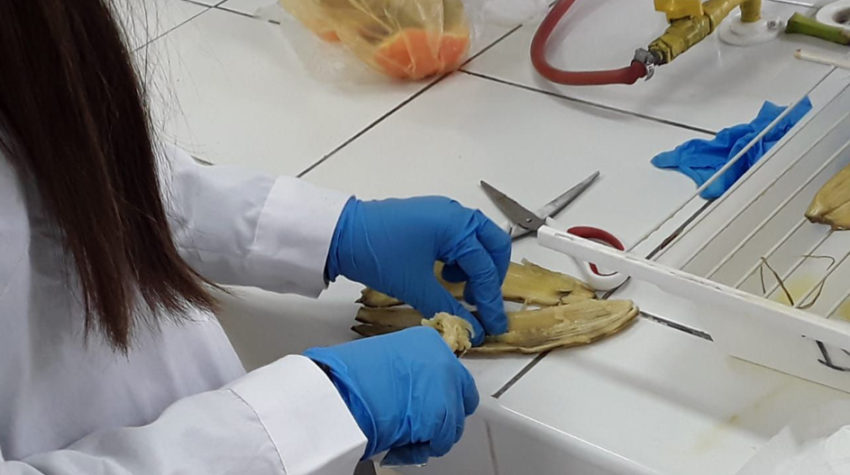 Proyecto UCSC se adjudicó fondos en concurso InES del Ministerio de Ciencias