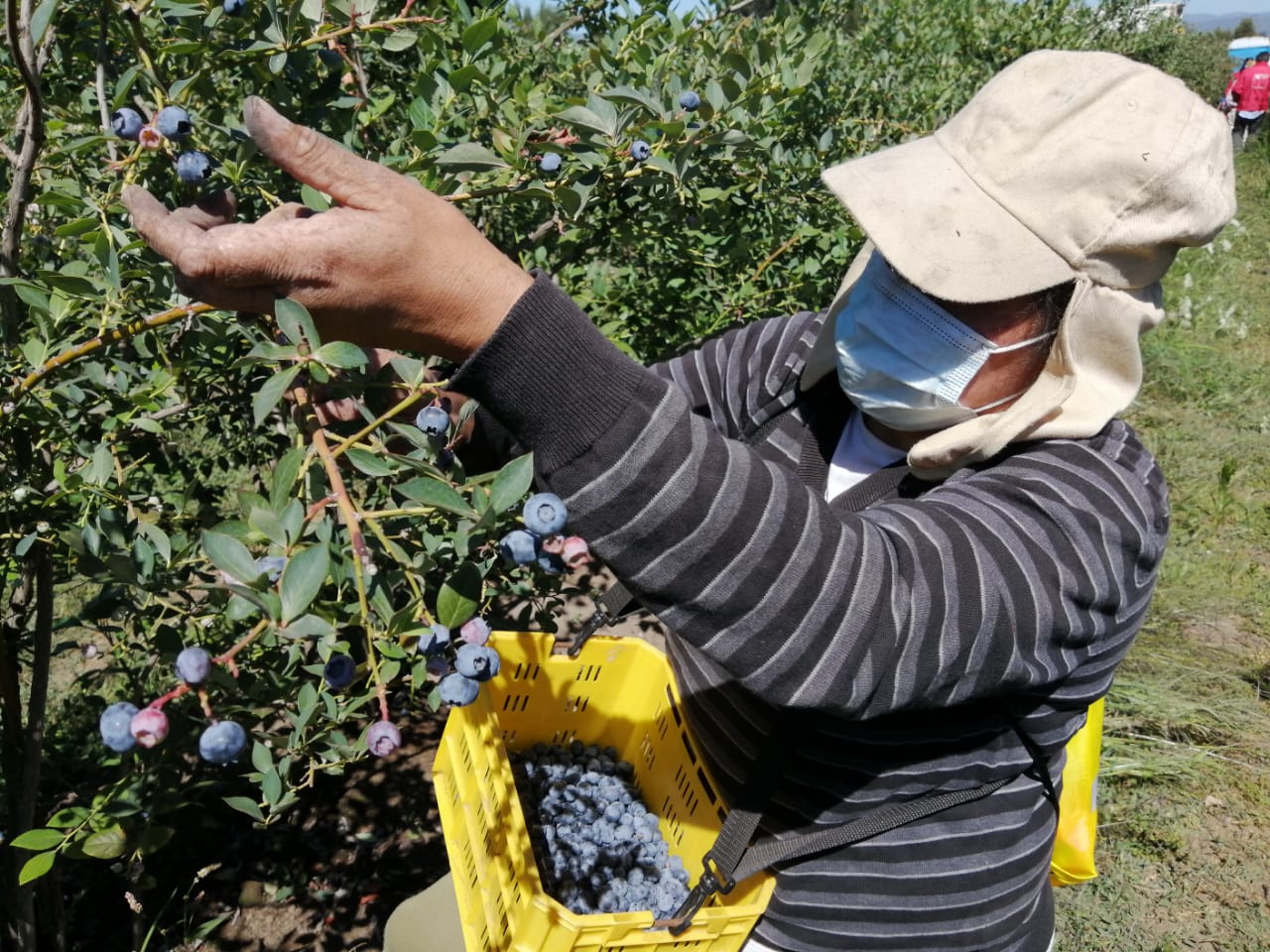 Trabajadores agrícolas de Biobío recibieron implementos contra rayos UV