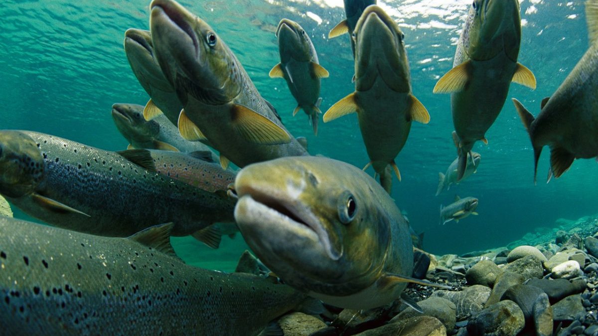 Despachan a Sala del Senado proyecto que busca evitar el escape de salmones en cultivos acuícolas