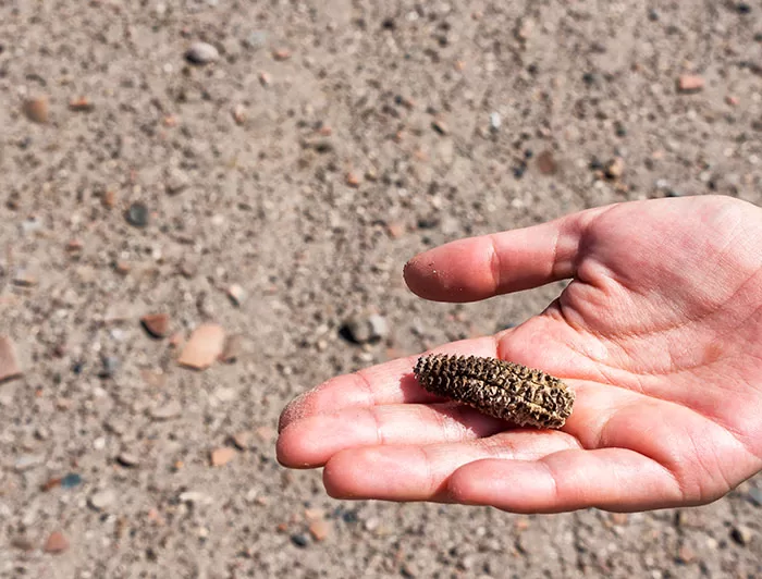 Descubren la importancia del guano de aves marinas en la agricultura preincaica