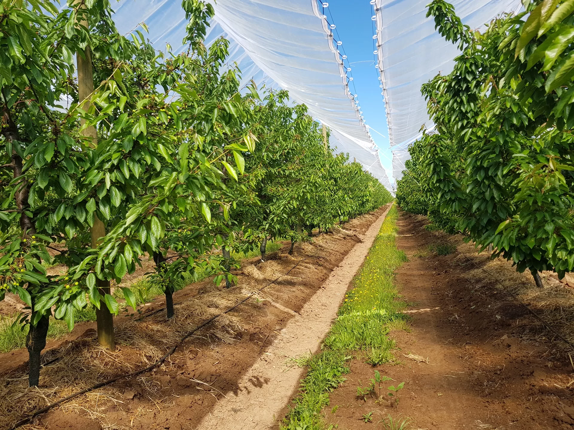 En abril comienza nueva versión del Diploma Internacional de Fertirriego de Cultivos y Frutales