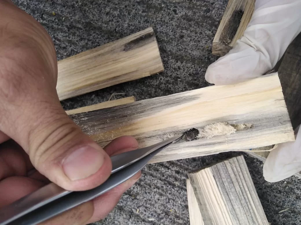 SAG Biobío intercepta importante plaga cuarentenaria en embalaje de madera proveniente del extranjero