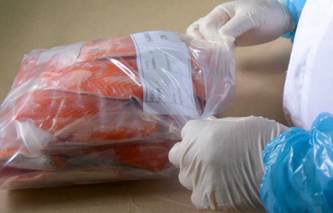 U.Lagos: Tesista de Ingeniería Ambiental colabora en optimización de proceso de ensilaje en acuicultura