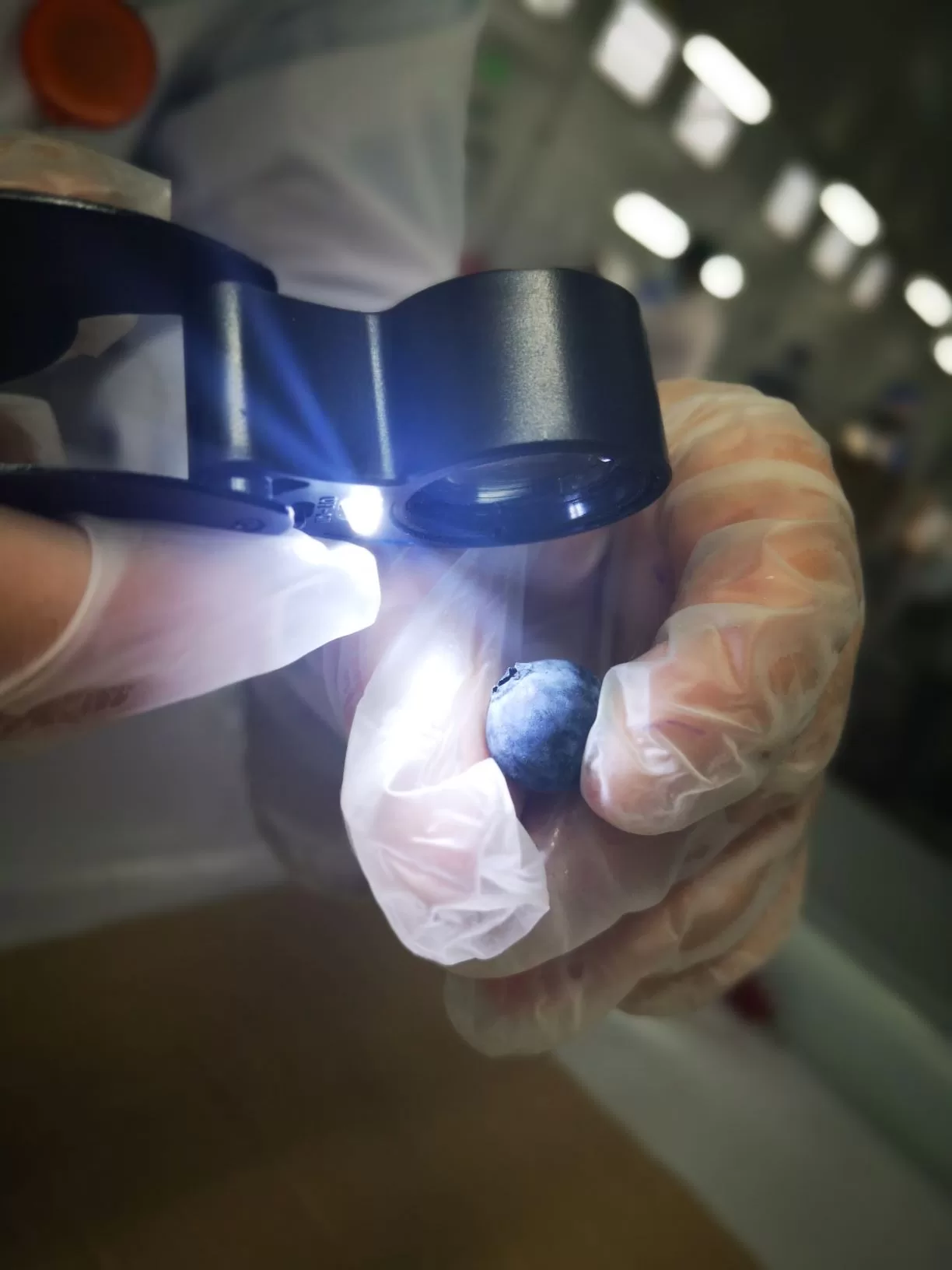 74% aumentó el número de cajas inspeccionadas con destino a EE.UU en Sitio de Inspección SAG / USDA-APHIS / ASOEX  de Cabrero