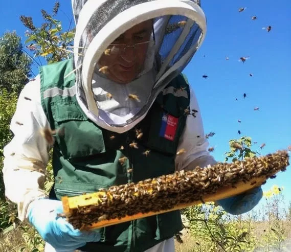 Se abre el mercado de Arabia Saudita para productos apícolas chilenos