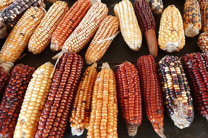 De la filosofía del extractivismo a la filosofía de la diversidad