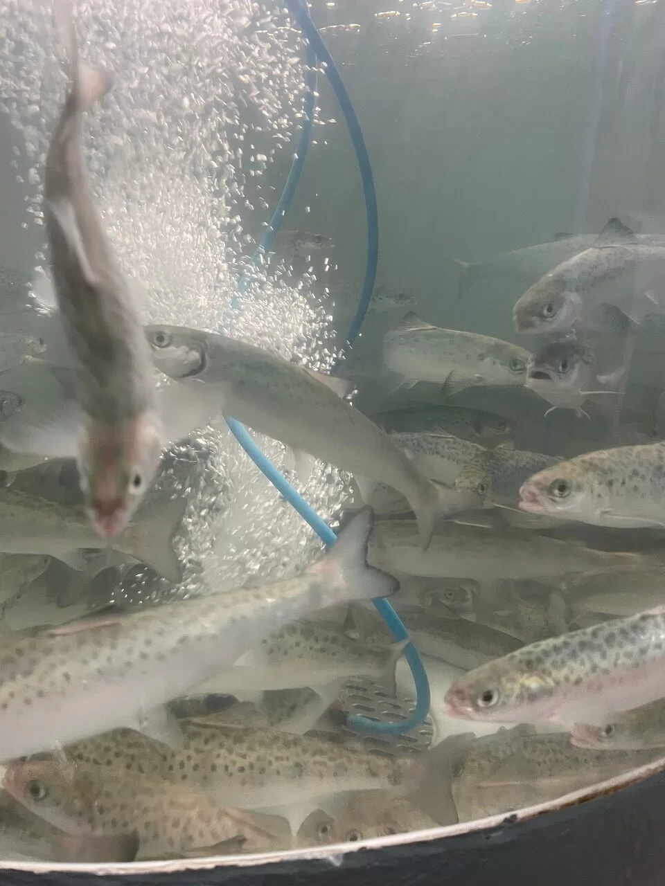 Vacuna desarrollada por investigadores del Centro INCAR muestra promisorios resultados para combatir la caligidosis (piojo de mar)