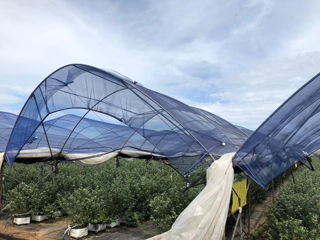 En México otorgan patente que permitirá expandir mallas foto-selectivas generadas en Agronomía UdeC
