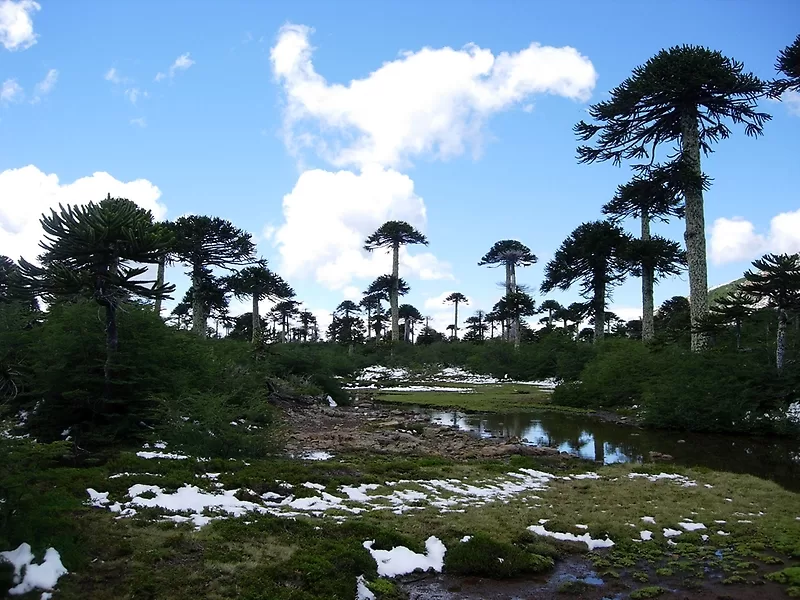 Investigación plantea que hasta 43,6% de la vegetación nativa local estaría bajo riesgo frente al cambio climático
