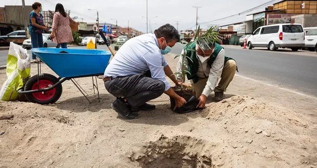 CONAF y Municipalidad de Arica unen esfuerzos para arborizar avenida del sector norte