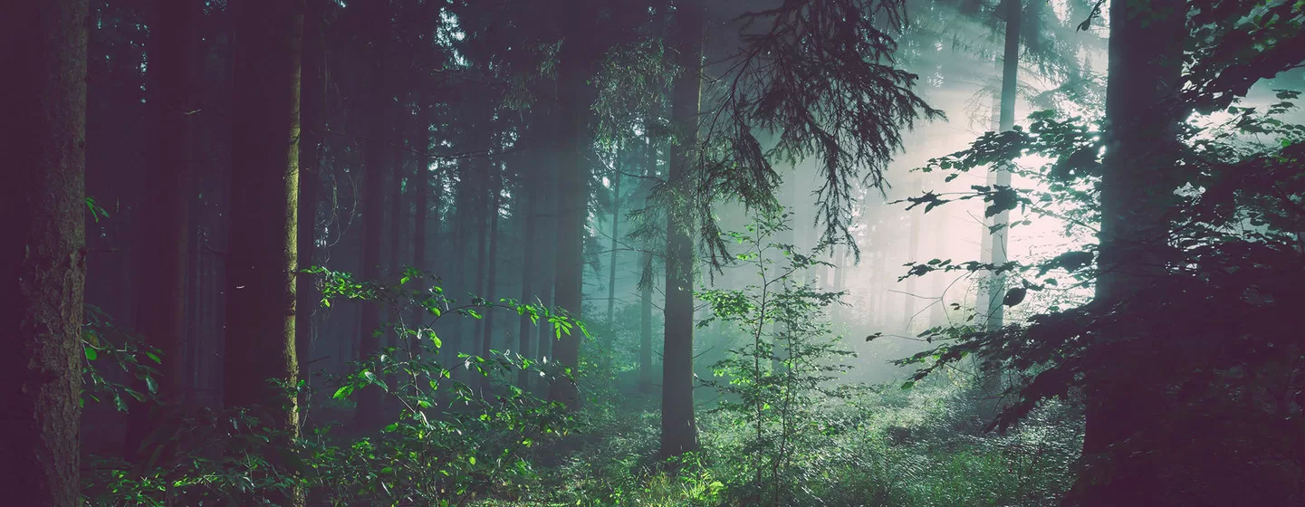 Cambio climático: Más de 100 países se comprometen para salvar los bosques y acabar con la deforestación en 2030