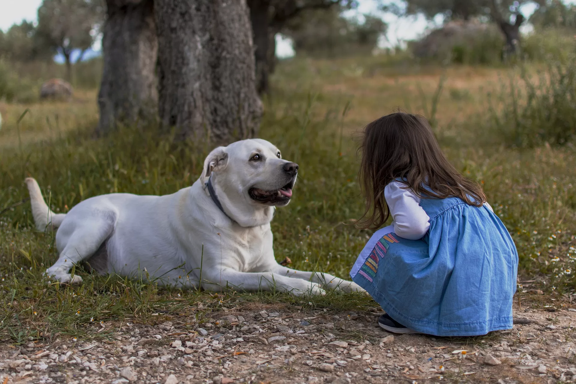 Académicos de Veterinaria UdeC destacan iniciativa que busca sustituir la calificación jurídica de los animales