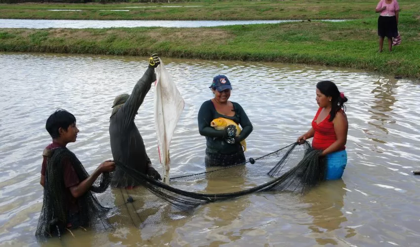FAO publicó las Revisiones Globales y Regionales del Estado de la Acuicultura