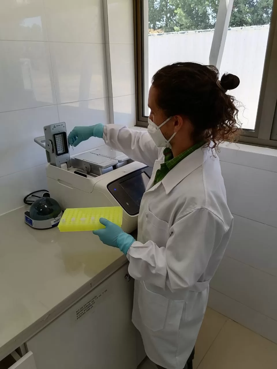 Experto de Veterinaria UdeC busca cultivar bacterias de garrapatas para generar colección chilena de aislados