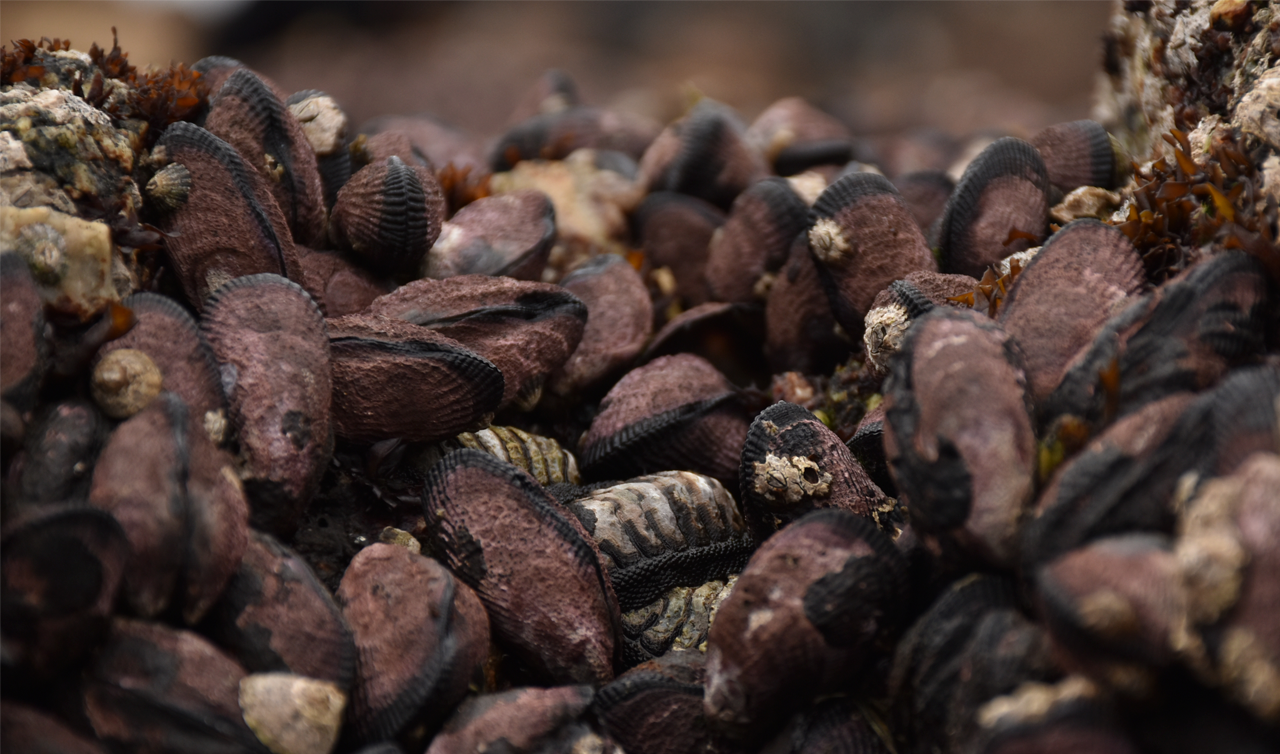 Estudio de científicos chilenos demuestra que impactos de la acidificación en los océanos podrían estar siendo subestimados