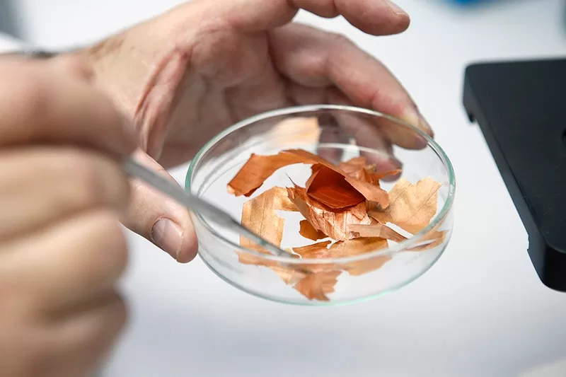 Chilenos descubren en la cáscara de la cebolla el más potente antioxidante conocido hasta ahora