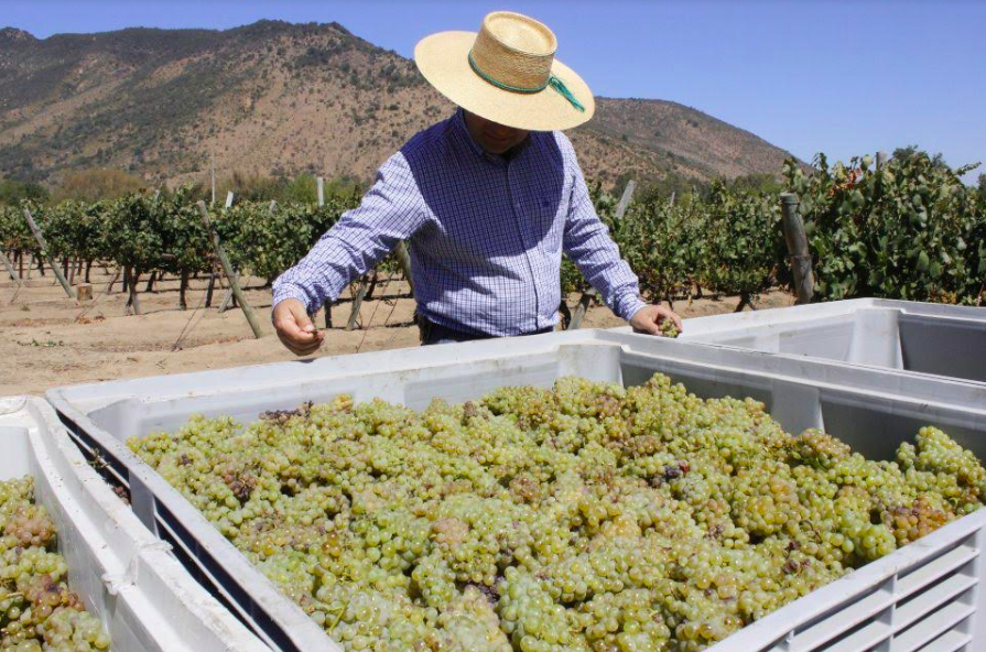 Vendimia 2022 comienza con nuevas medidas de control del SAG