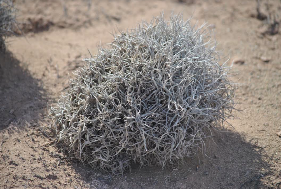 Estudio analizó la composición química de ceras de hojas de plantas que viven al límite de aridez en el Desierto de Atacama
