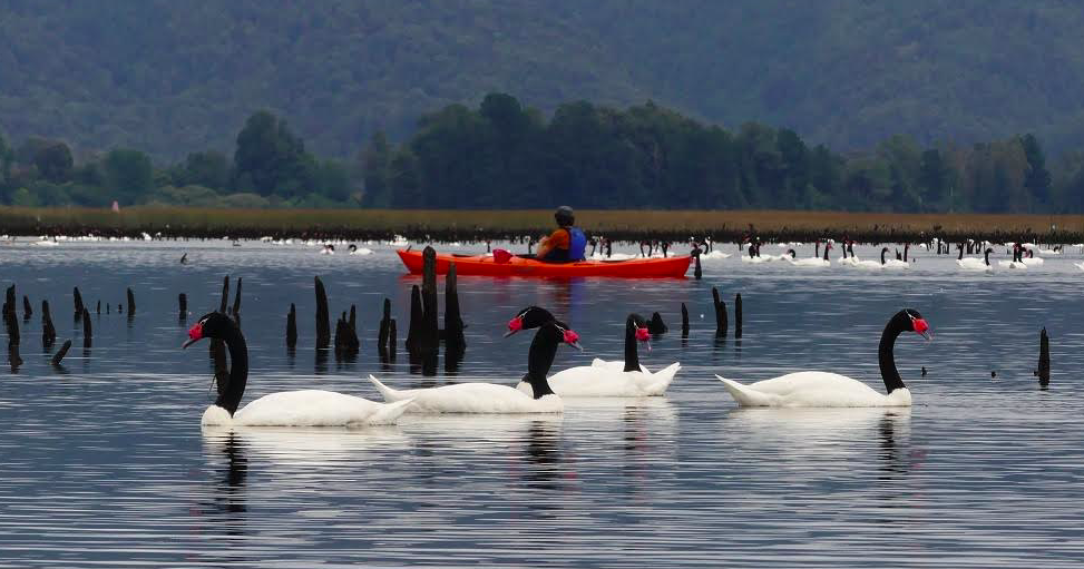 En La Unión se realizará seminario enfocado en el Diagnóstico Integral de los humedales de Los Ríos