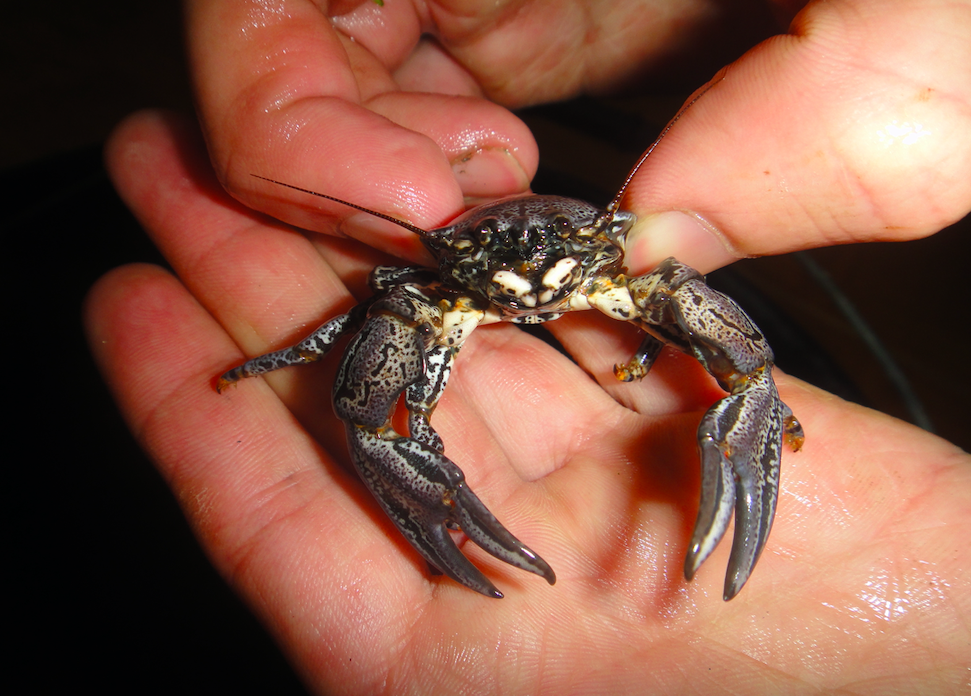 Estudio analiza adaptaciones bioquímicas de embriones de crustáceos en ambientes costeros altamente fluctuantes