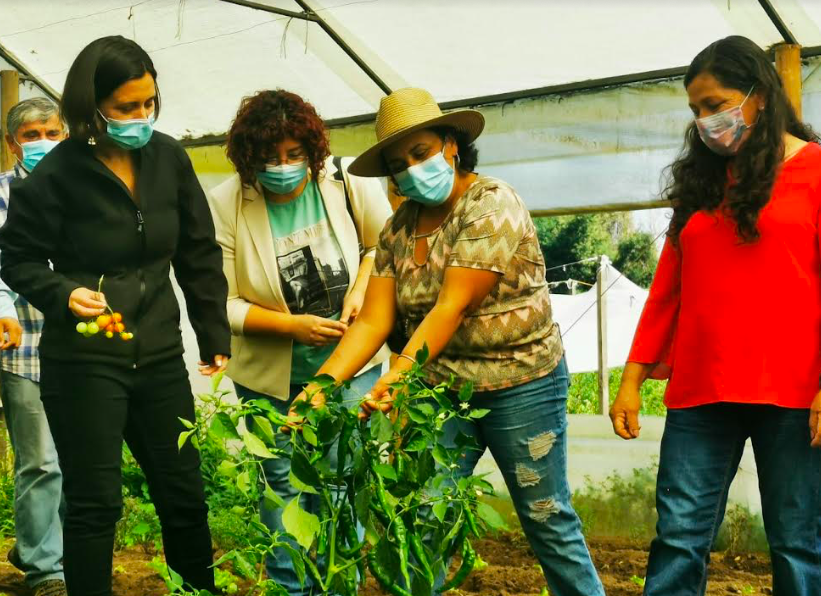 Destacan trabajo de emprendedoras para la agricultura familiar campesina de Biobío