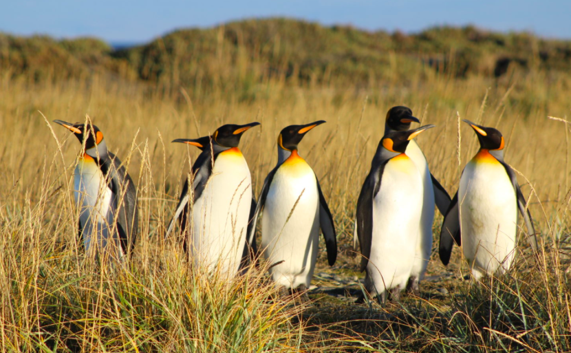 Comienza el decimoctavo (18vo) proceso de clasificación de especies