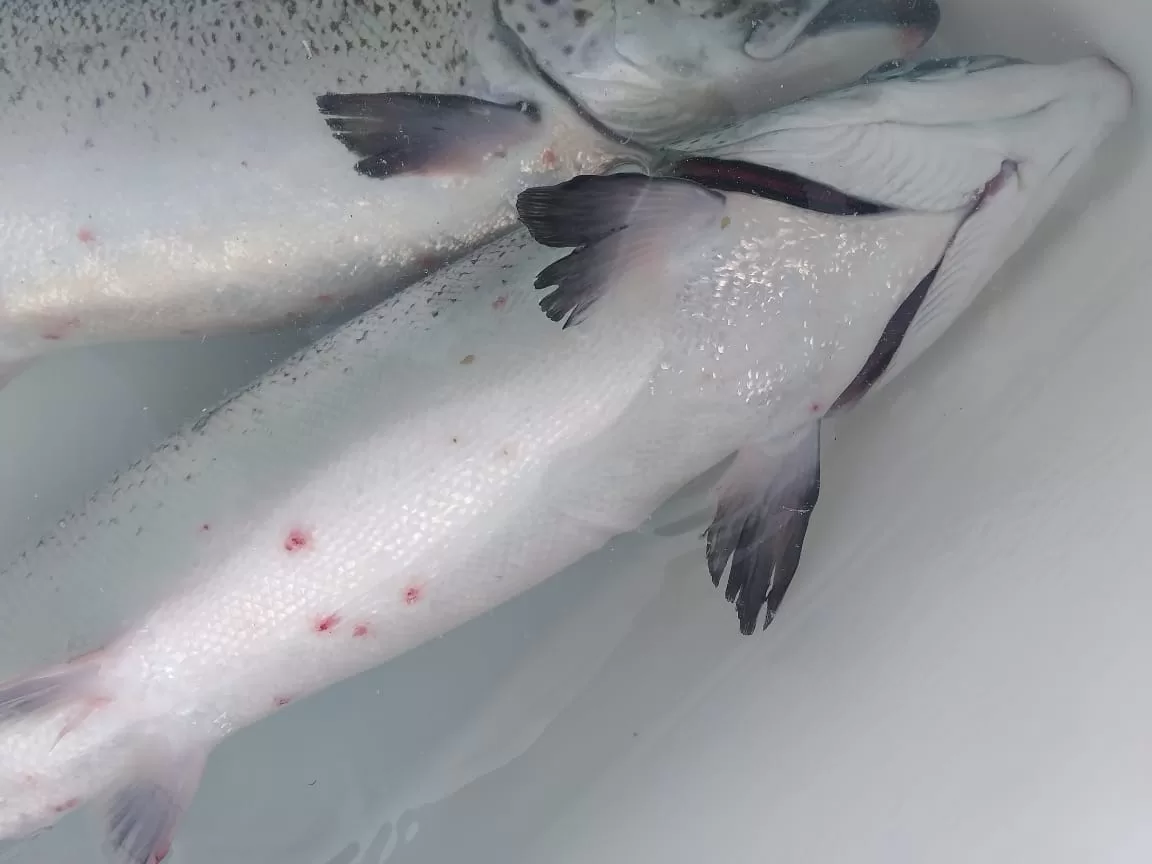 Investigadores de ACUAIM, ACUANATIVA y de INCAR validaron uso de aditivo funcional en la dieta de peces que protegería ante la infestación por Caligus