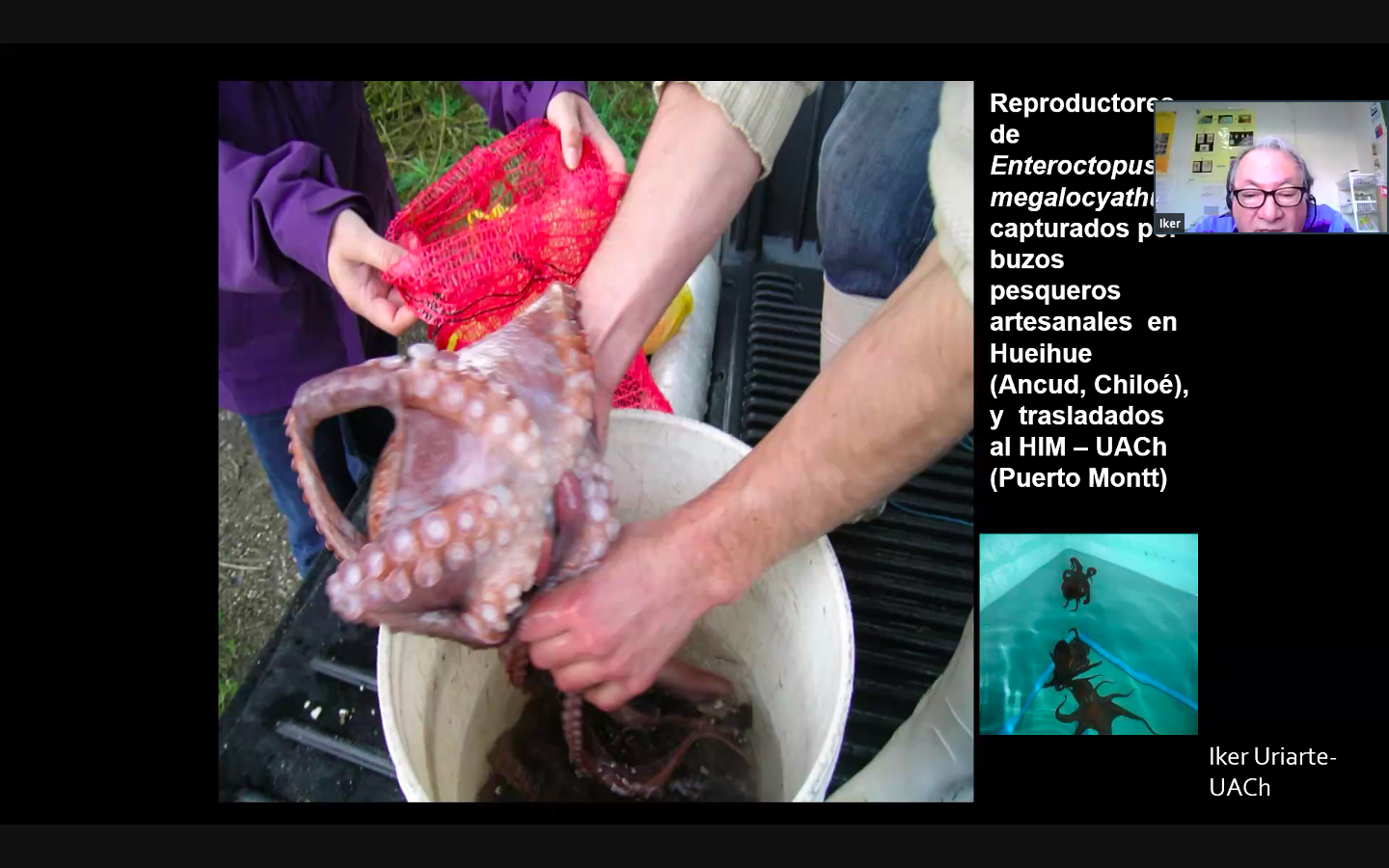 Académico del Instituto de Acuicultura UACh dictó charla sobre pulpo rojo a estudiantes de liceos acuícolas
