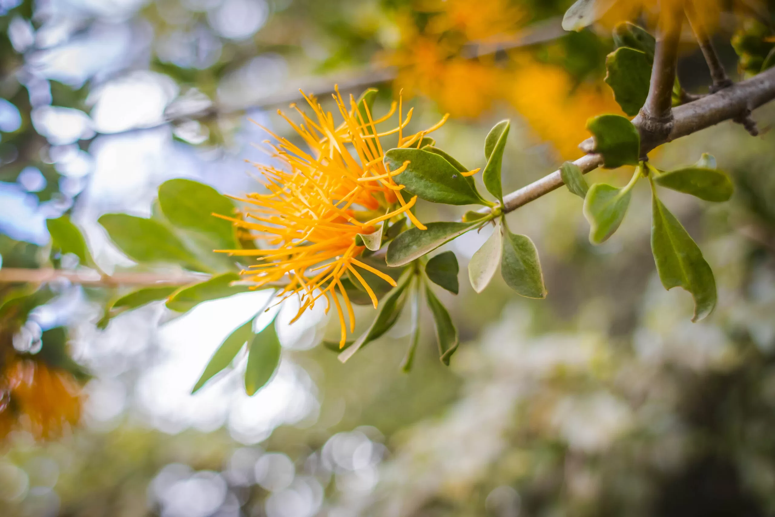 Día de la biodiversidad: entre amenazas y la urgencia de la conservación