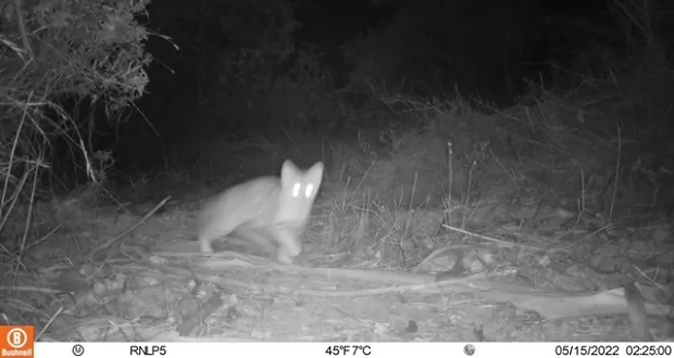 Guardaparques captan nuevas imágenes de gato colocolo en Reserva Nacional Lago Peñuelas