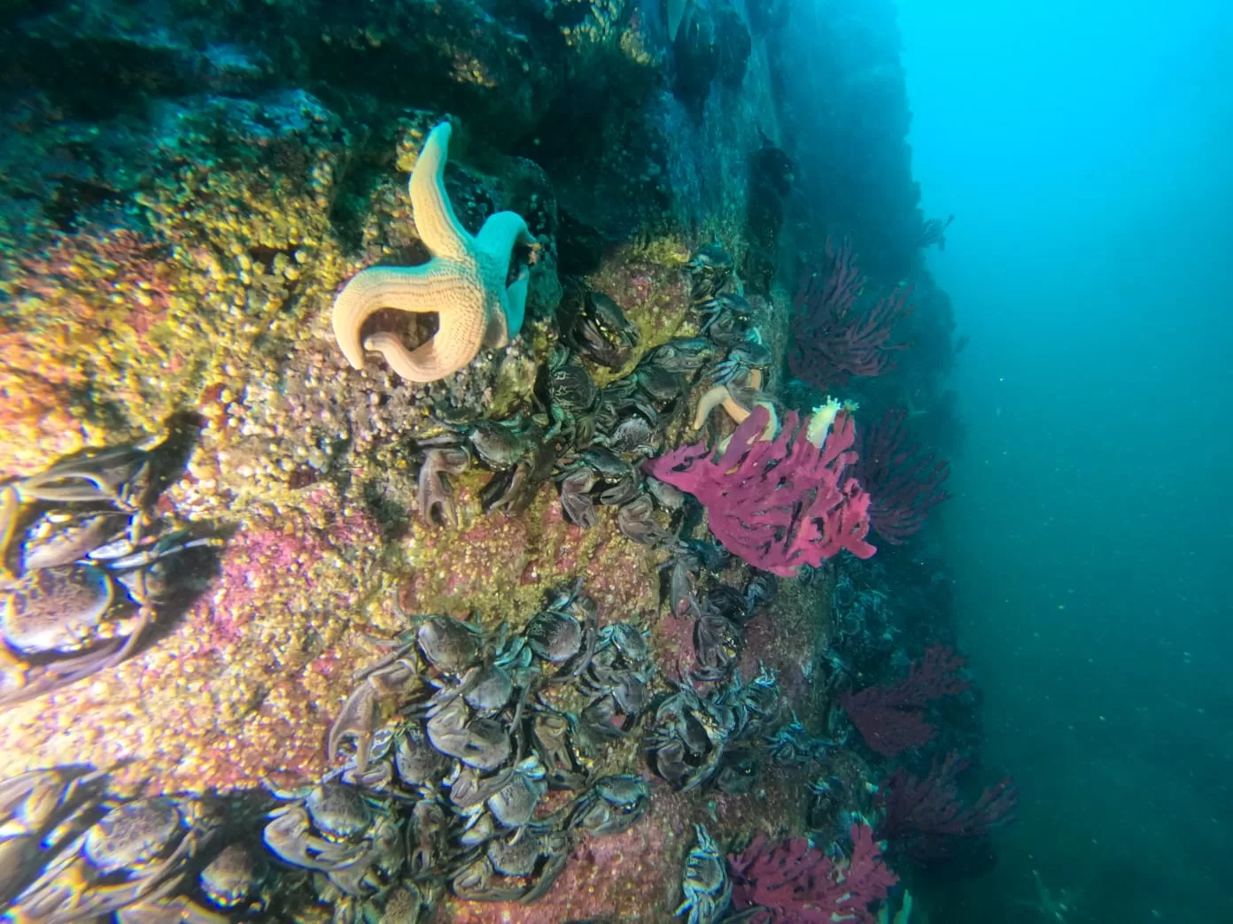 Facultad de Ciencias UCSC ofrece curso de buceo científico a una nueva generación de estudiantes