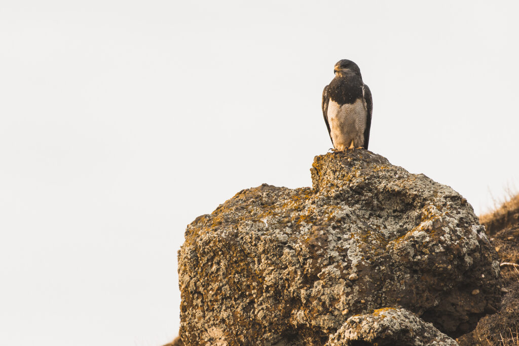 Cuánto sabes del águila chilena? | Página V