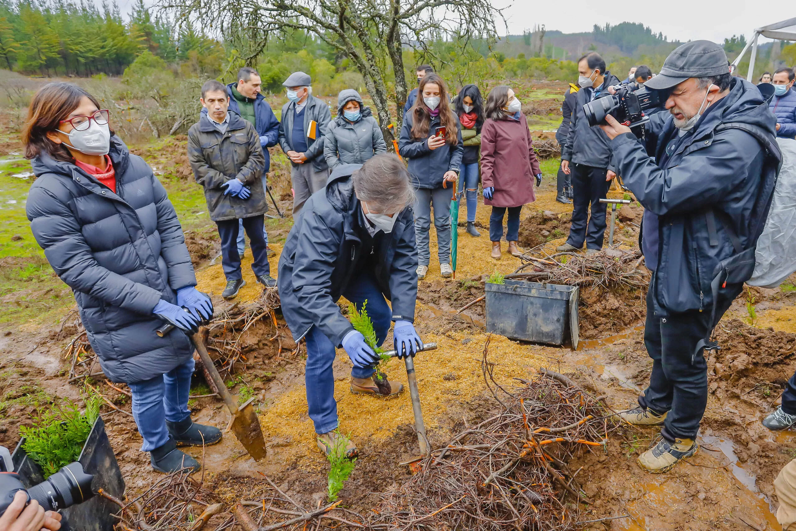 Universidad de Concepción y Enel Generación Recuperan Hábitat de Especies Arbóreas Nativas Amenazadas en Termas de Catillo