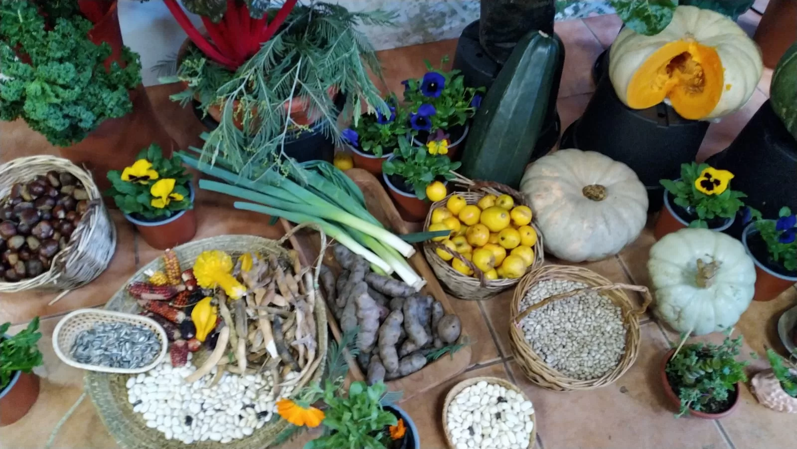 Llamamiento ético en relación a los intercambios de semillas