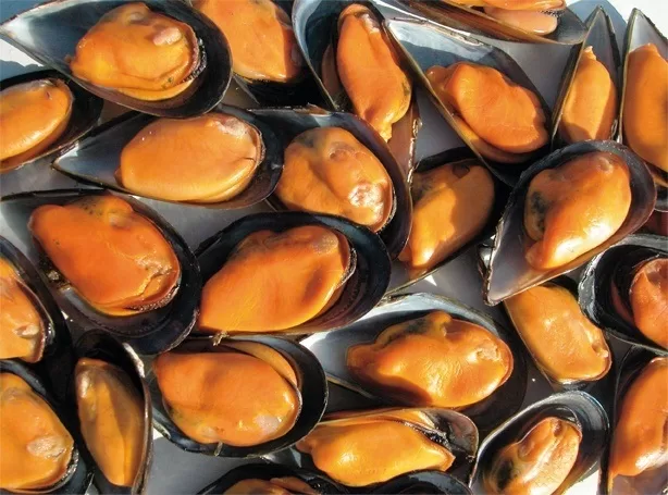 Estudio INCAR reveló el impacto del precio del Mejillón de Chile en la fijación de precios de los mejillones importados en el mercado de la Unión Europa
