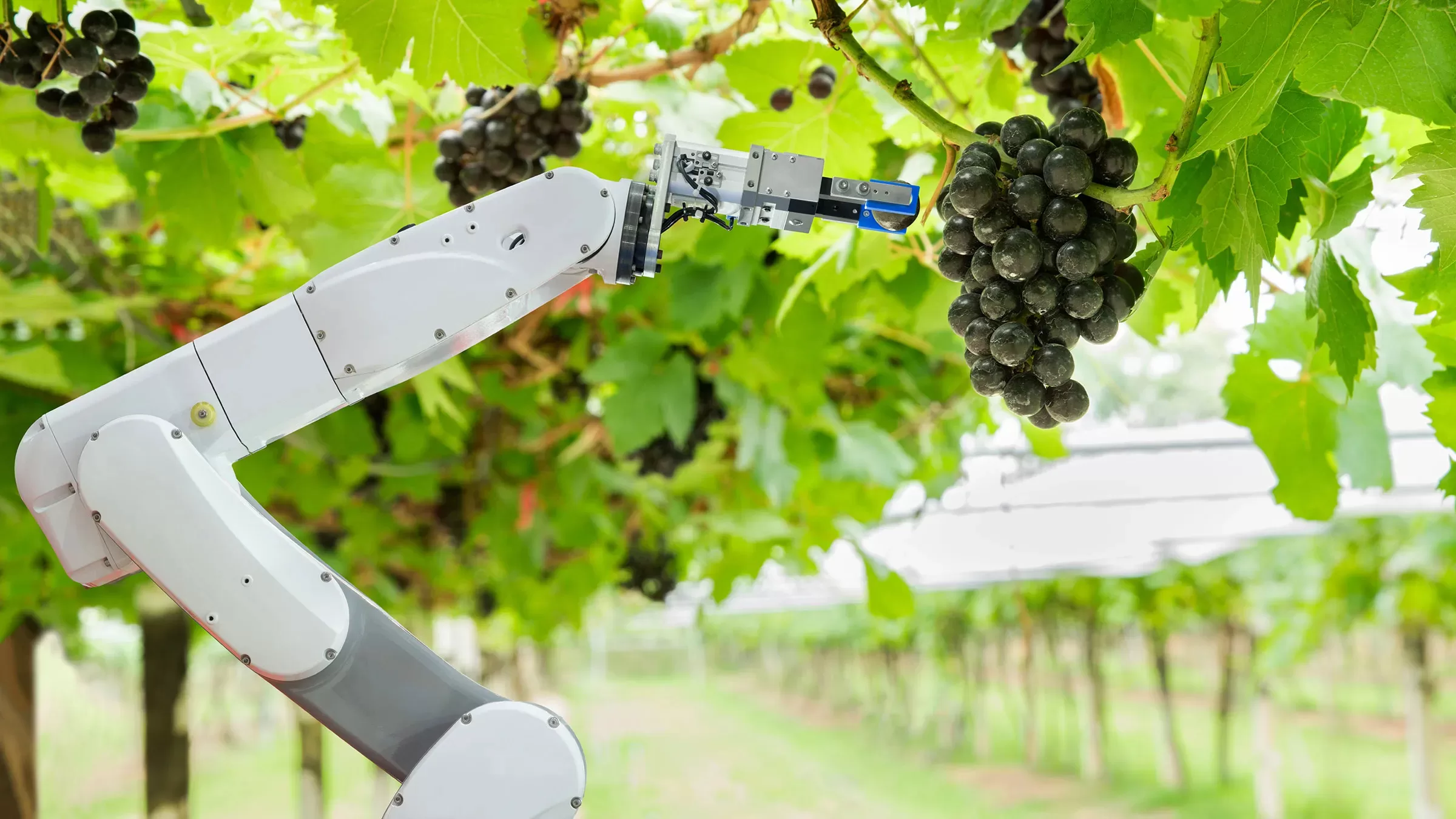 Sector agrícola y agronegocios se verán favorecidos con el avance de la inteligencia artificial