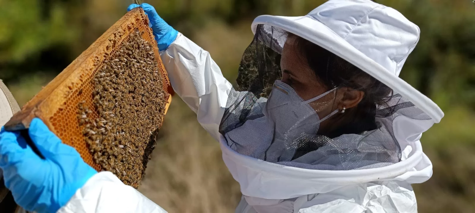 Apicultores del Biobío expondrán sus mejores productos en Mercado Campesino de la Miel en Mall Plaza Trébol
