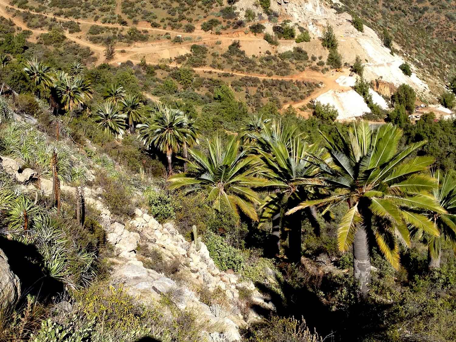 Palma chilena: una sobreviviente de los antiguos bosques tropicales que necesita ser protegida