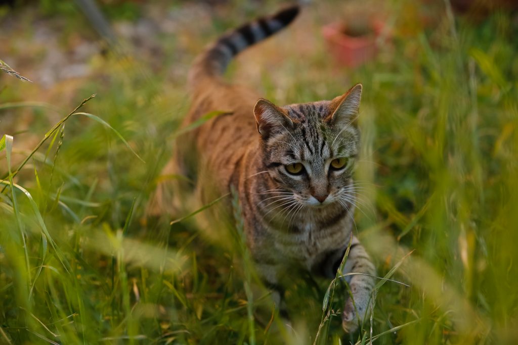 Envenenamiento de mascotas: especialista explica qué hacer en caso de emergencia
