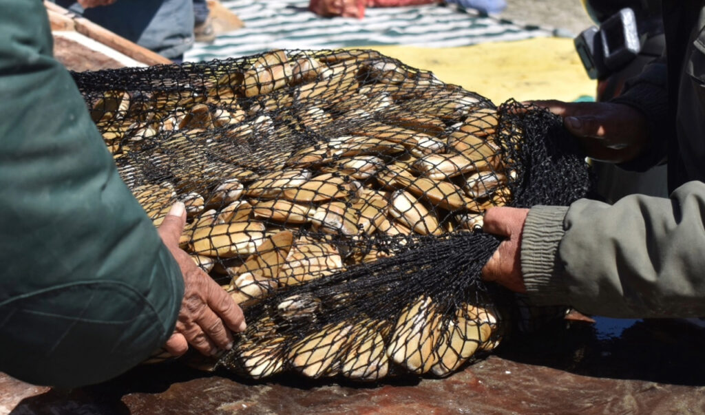 Estudio de la macha devela su estructura genética