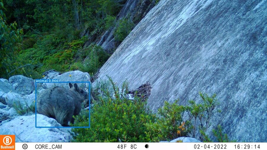 Vizcacha de la Patagonia 2 | Página V