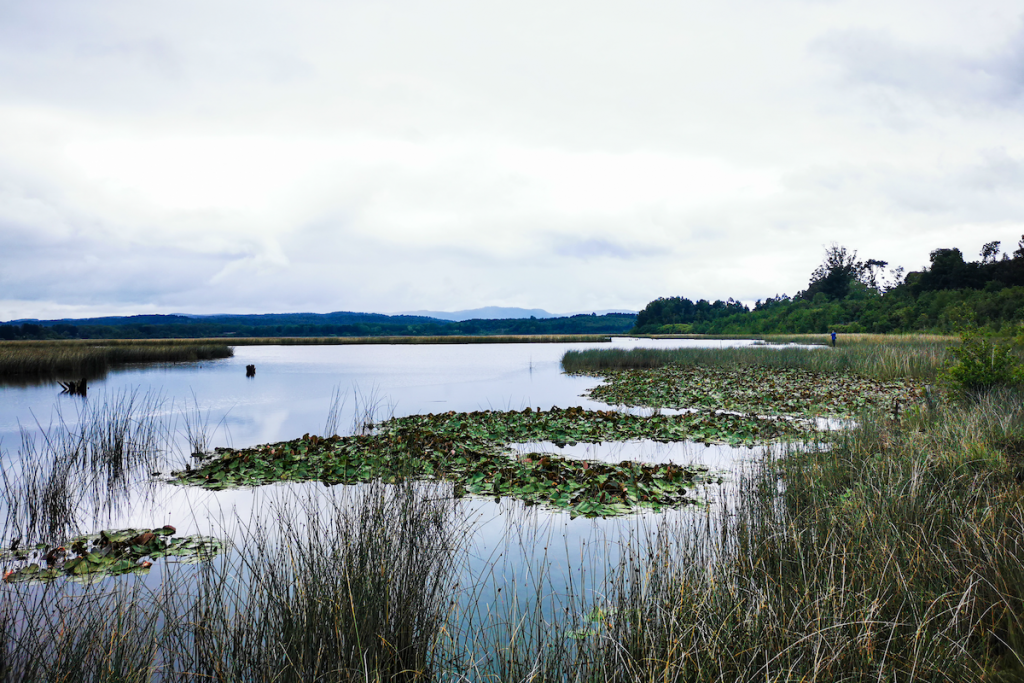 Nuevo estándar ambiental para municipios del Biobío