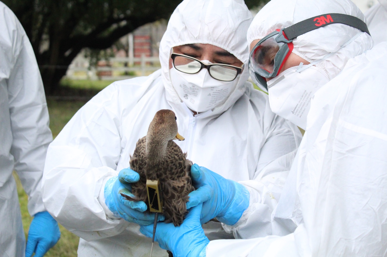 SAG instala transmisores satelitales solares en aves silvestres en la región del Biobío